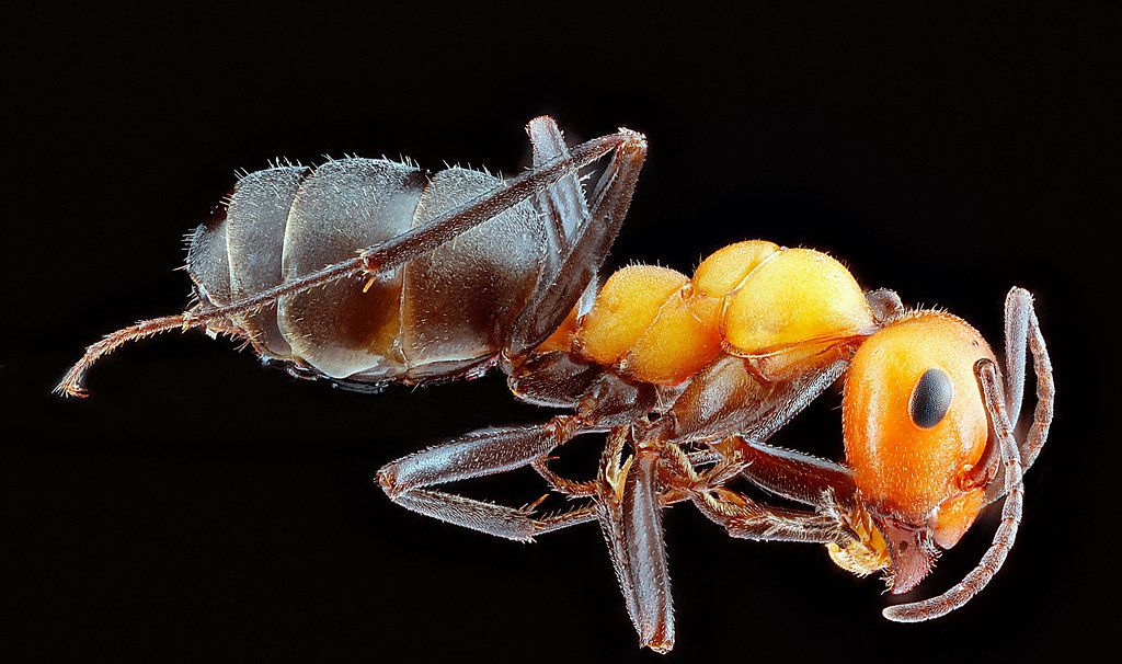 Ant Control service in Meriden, CT