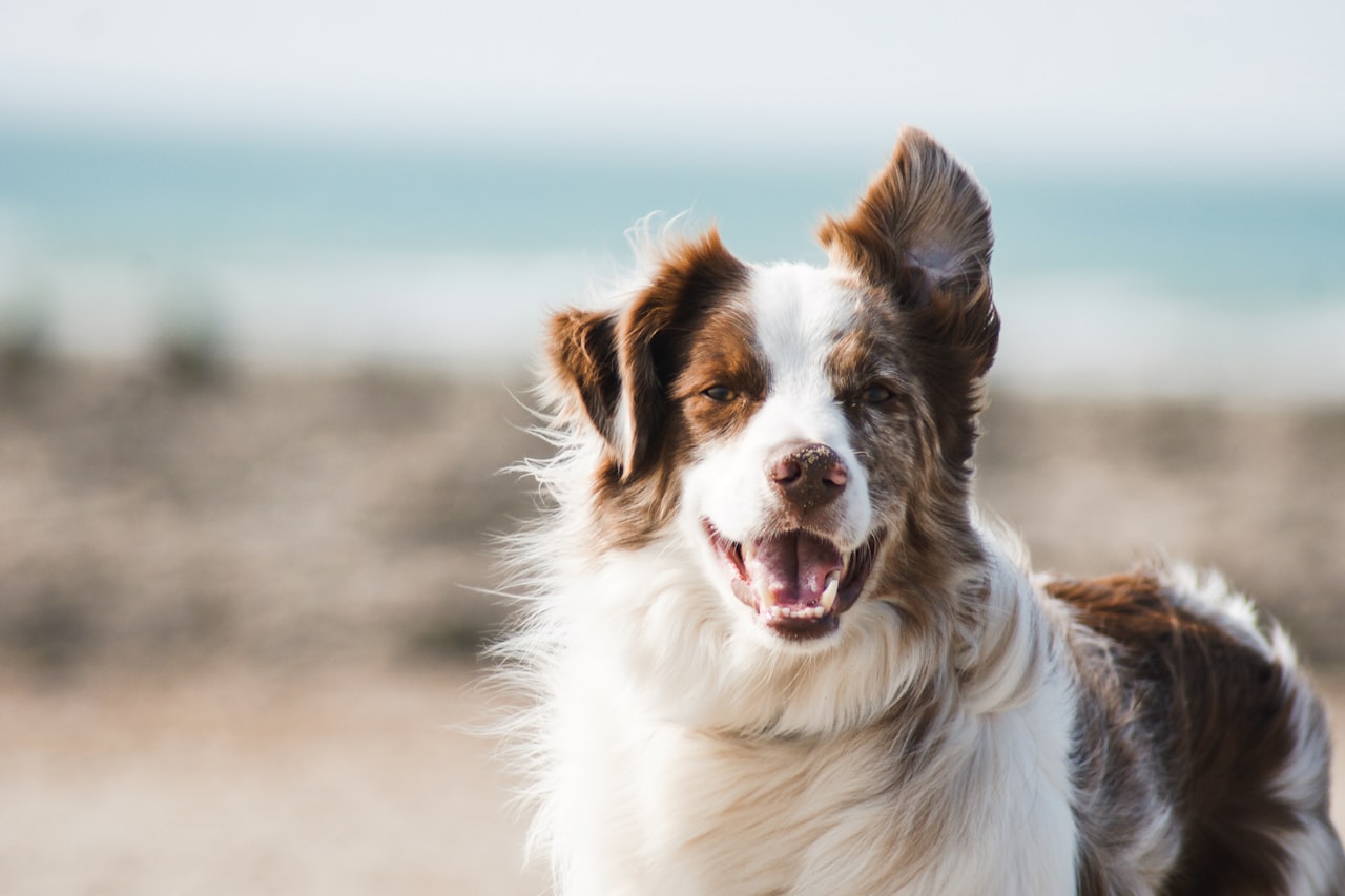 Flea & Tick Control service in Meriden, CT