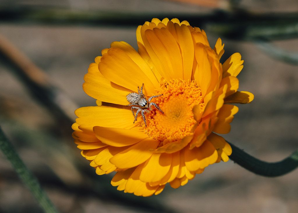 Spider Control service in Meriden, CT